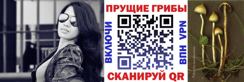 Галлюциногенные грибы MAGIC MUSHROOMS  продажа наркотиков  Дальнегорск 